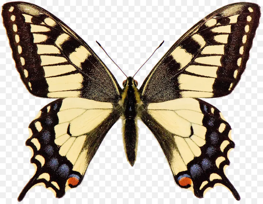 Kupu Kupu，Papilio Machaon PNG