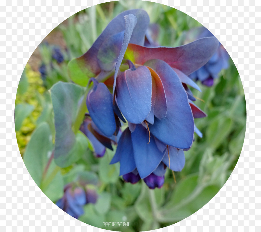 Bluebonnet，Ungu PNG