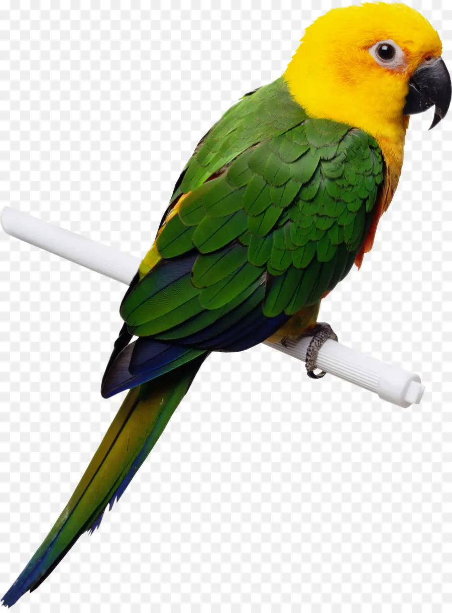 Burung Beo，Cockatiel PNG