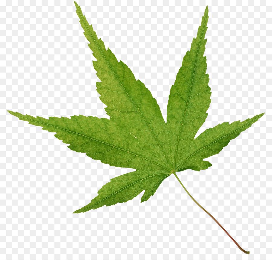 Daun Ganja，Ganja PNG