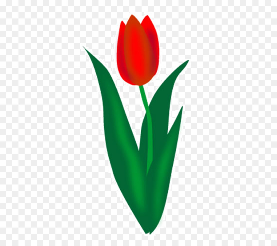 Tulip，Men Download PNG