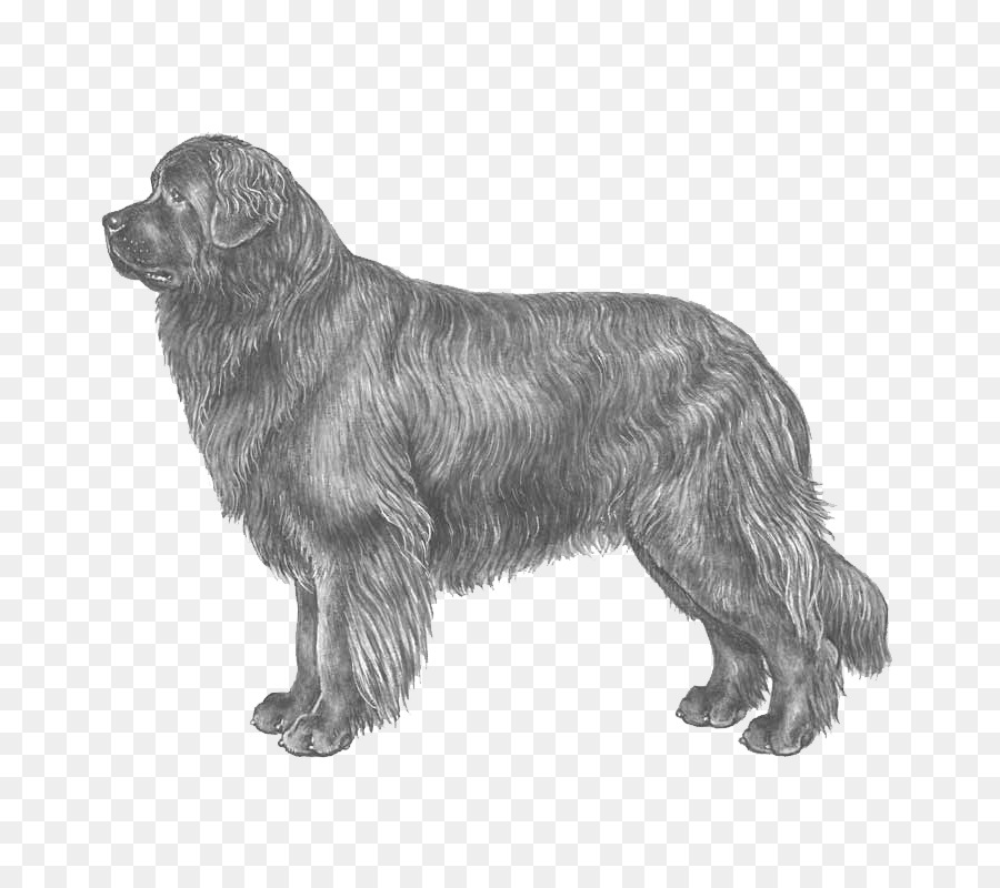 Anjing Newfoundland，Schnauzer Standar PNG