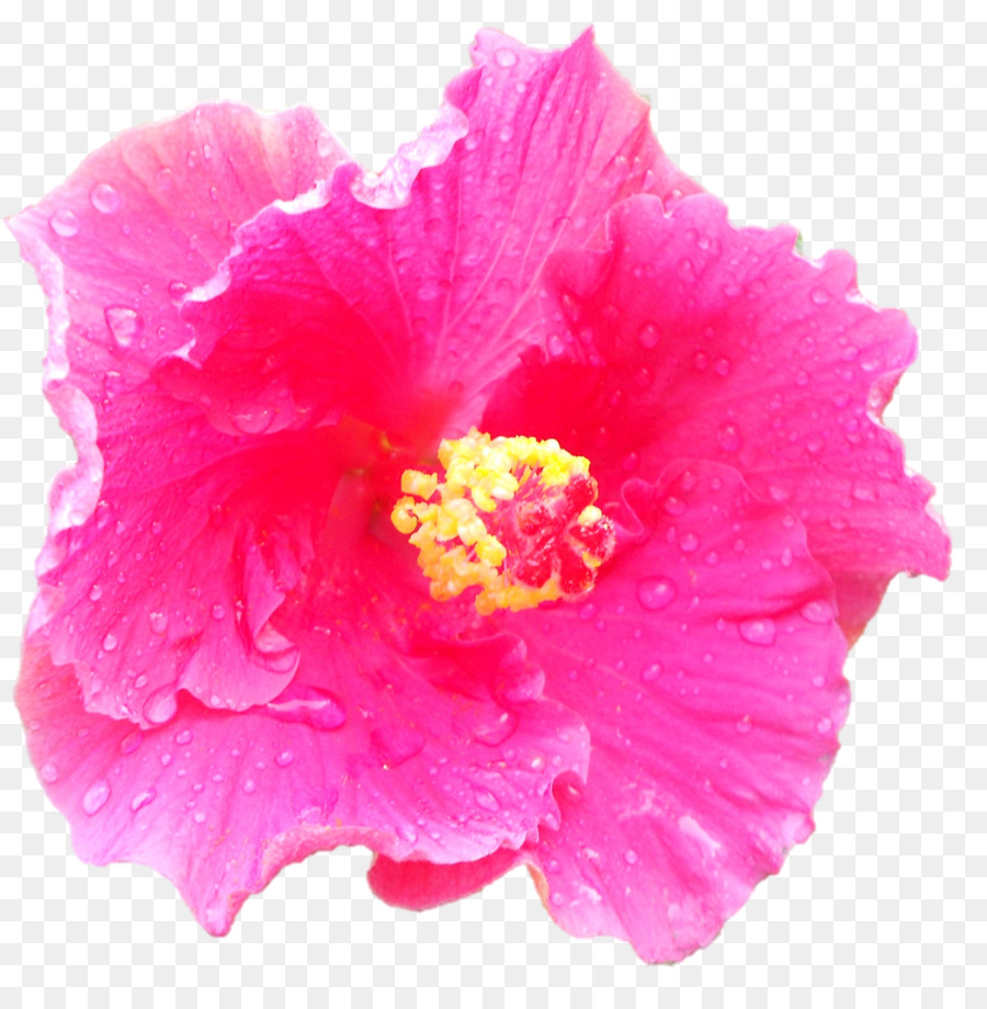 Anyelir，Bunga Merah Muda PNG
