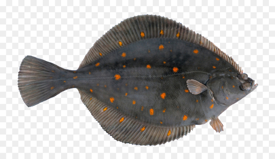 Laut Utara，Eropa Plaice PNG