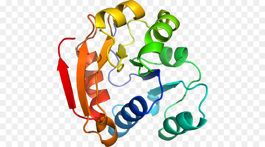 Struktur Protein，Molekul PNG