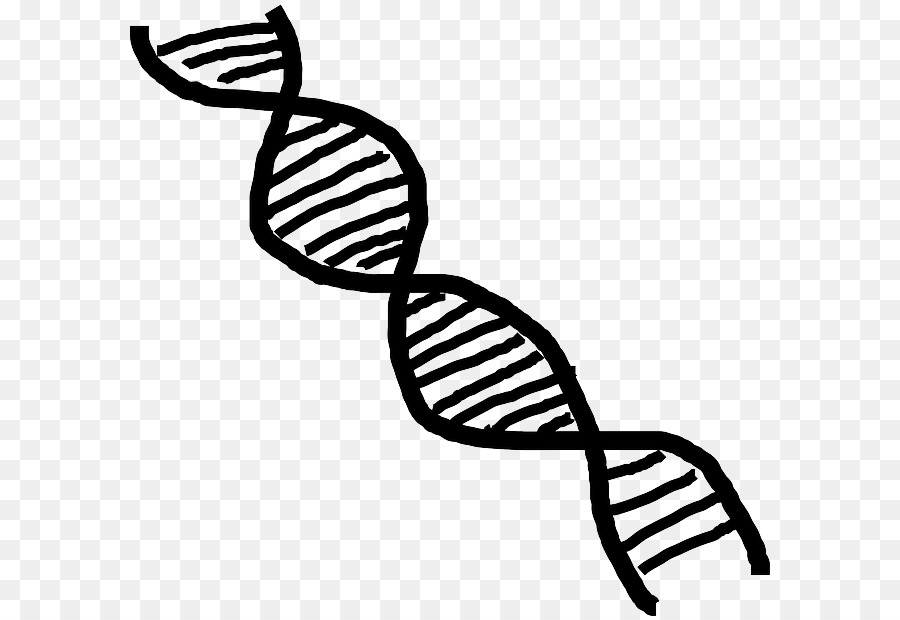 Heliks Dna，Genetika PNG