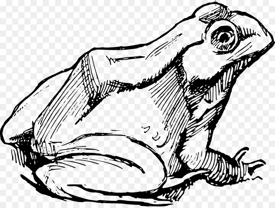 Katak，Gambar PNG