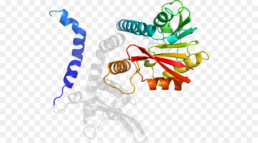 Struktur Protein，Biologi PNG