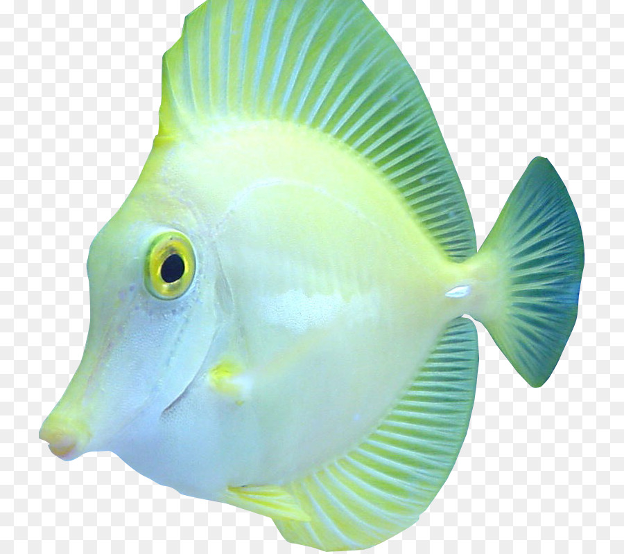Biologi Kelautan，Ikan Terumbu Karang PNG