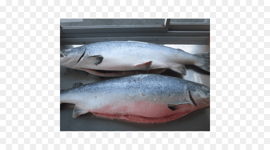 Salmon Atlantik，Salmon PNG