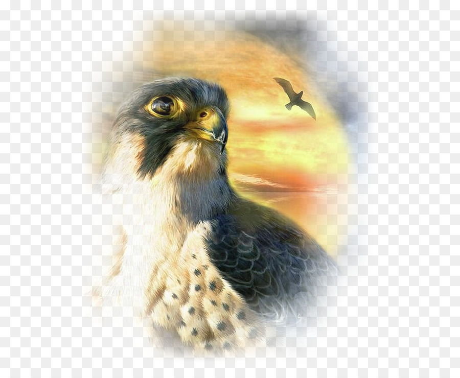 Lukisan，Falcon PNG