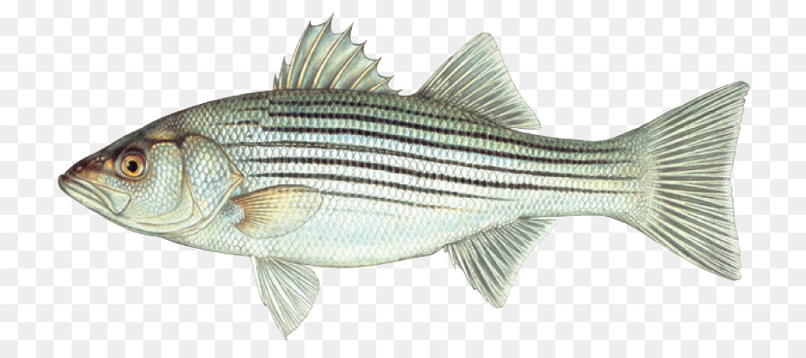 Ikan Bass Bergaris，Bas PNG