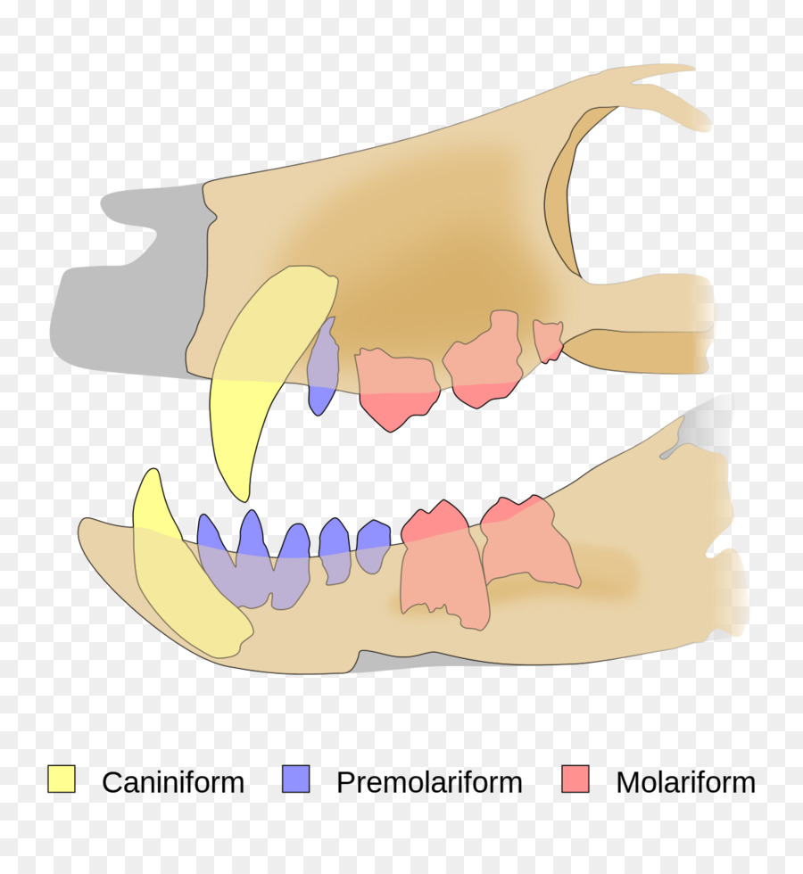 Gigi，Tyrannosaurus PNG