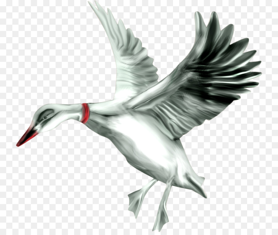 Bebek，Burung PNG