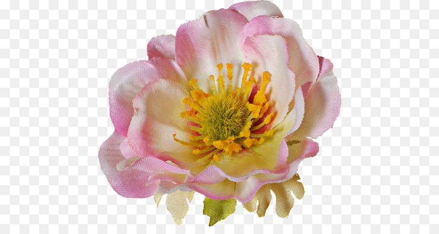 Peony，Minggu Kesadaran Penyakit Mental PNG