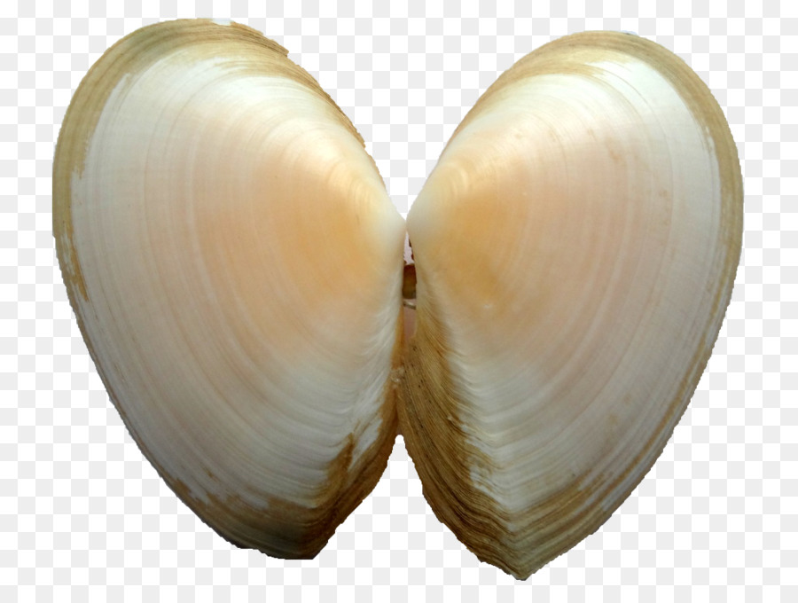 Kerang，Veneroida PNG