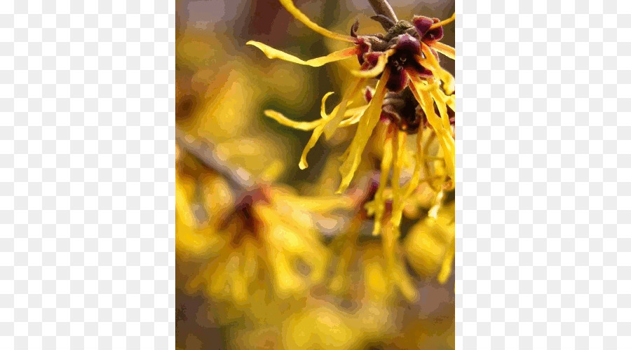 Hamamelis Virginiana，Hamamelis Lembut PNG