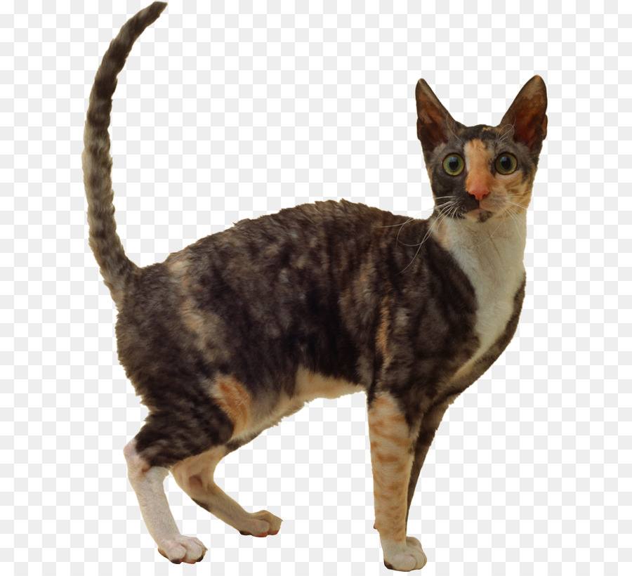 Kucing，Putih PNG