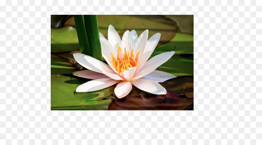 Nymphaea Alba，Lily PNG