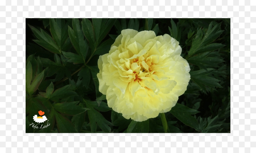 Peony，Tanaman Herba PNG