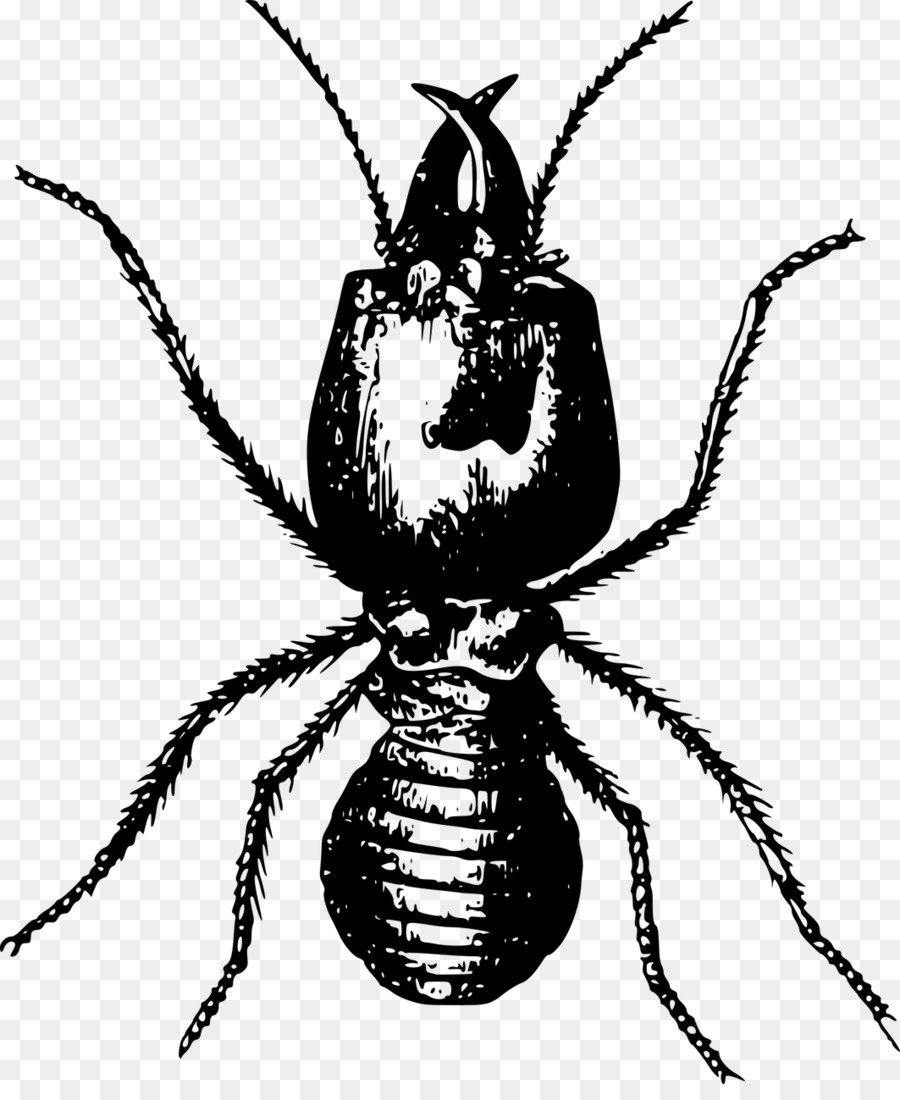 Semut，Serangga PNG