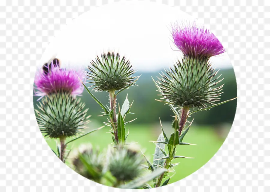 Milk Thistle，Thistle PNG