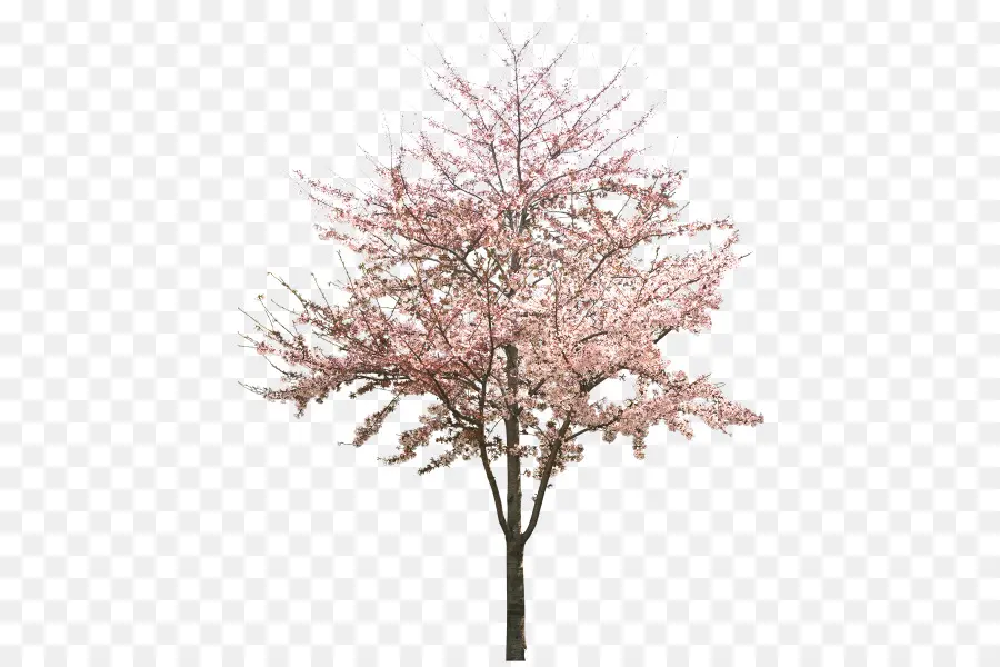 Sakura，Pohon PNG