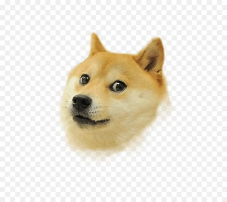 Shiba Inu，Peliharaan PNG