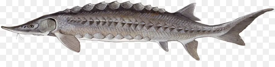 Ikan Sturgeon，Akuatik PNG