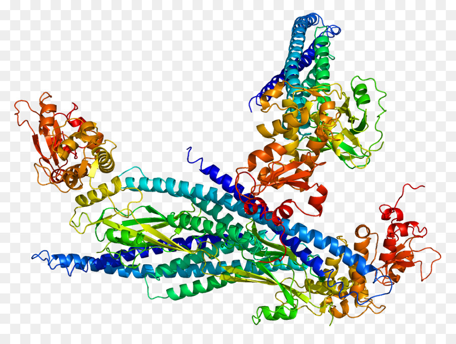 Struktur Protein，Molekul PNG