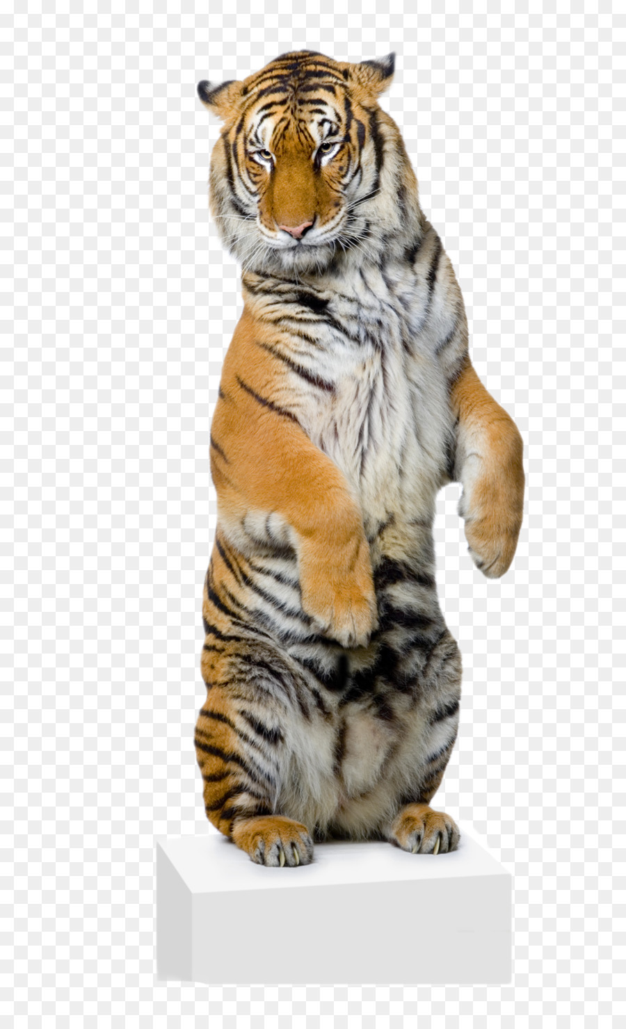 Macan Putih，Singa PNG