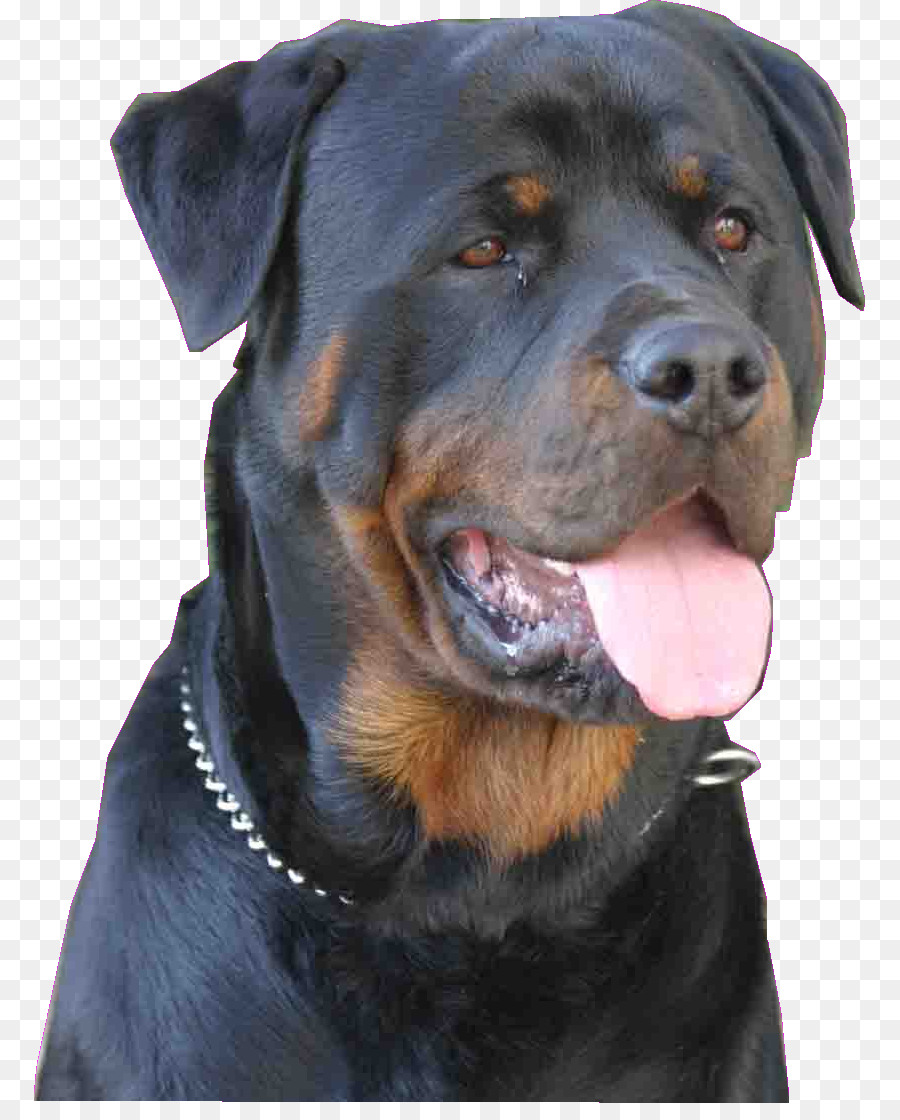 Staffordshire Bull Terrier，Rottweiler PNG