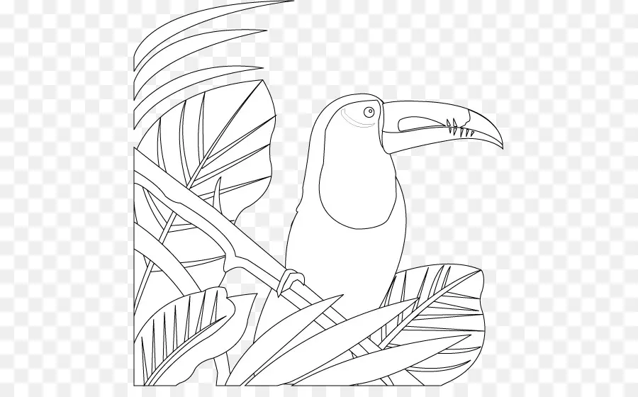 Burung Toucan，Burung PNG