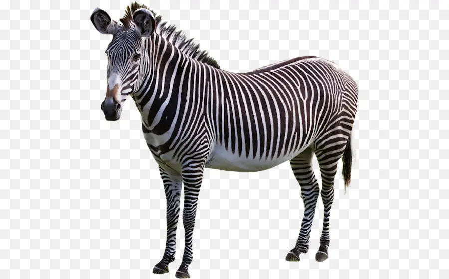 Zebra，Garis Garis PNG