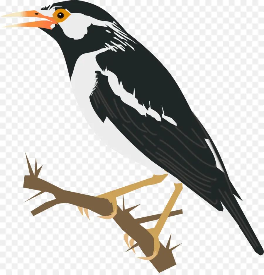 Starling Umum，Burung PNG