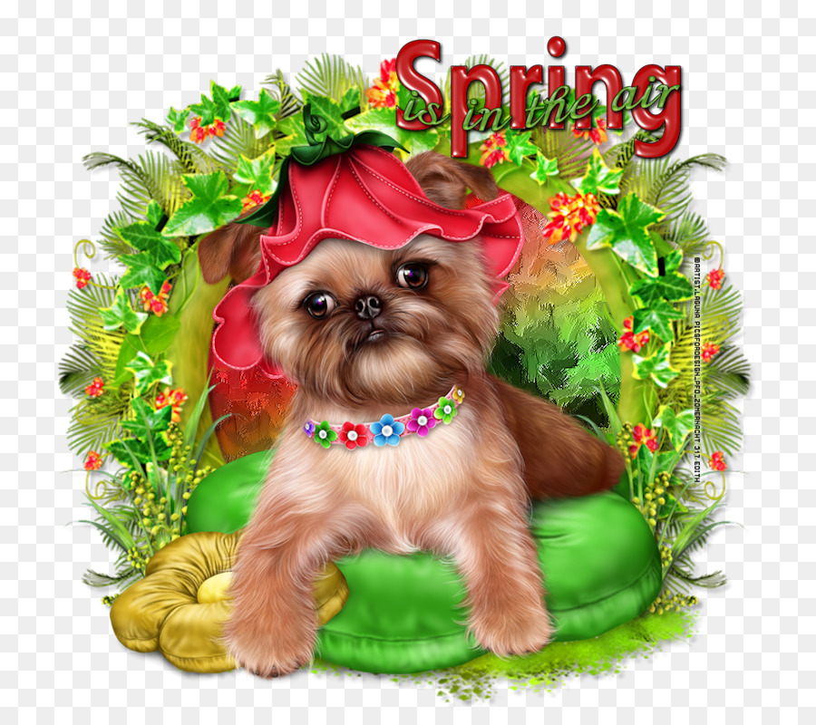 Yorkshire Terrier，Cairn Terrier PNG