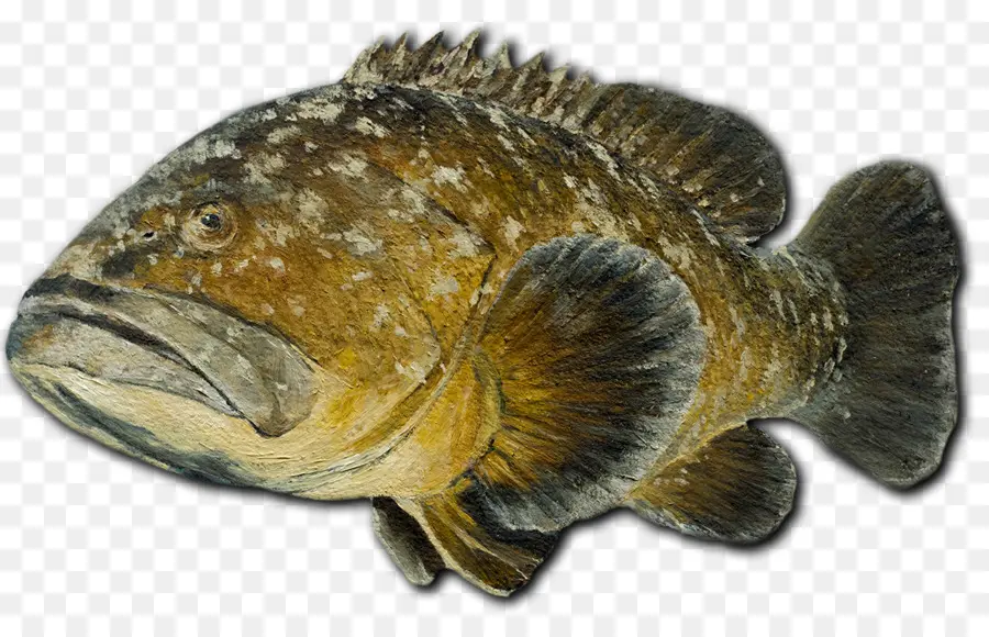 Ikan，Kerapu PNG