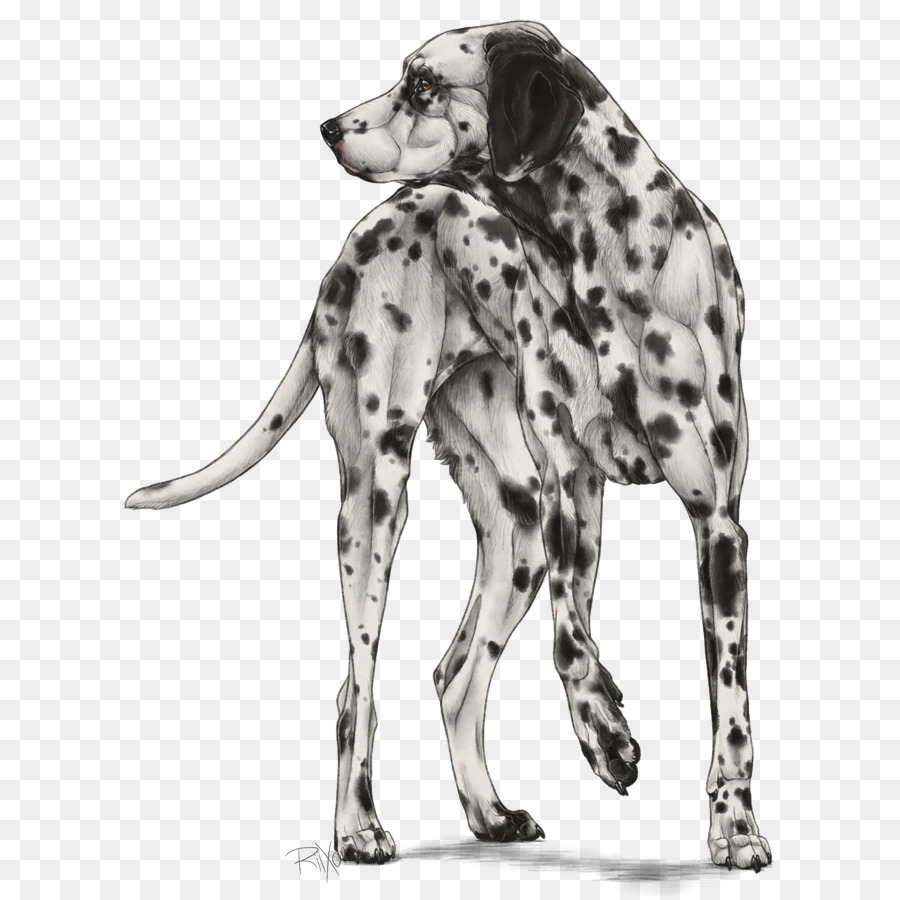 Anjing Dalmatian，Anjing Pendamping PNG