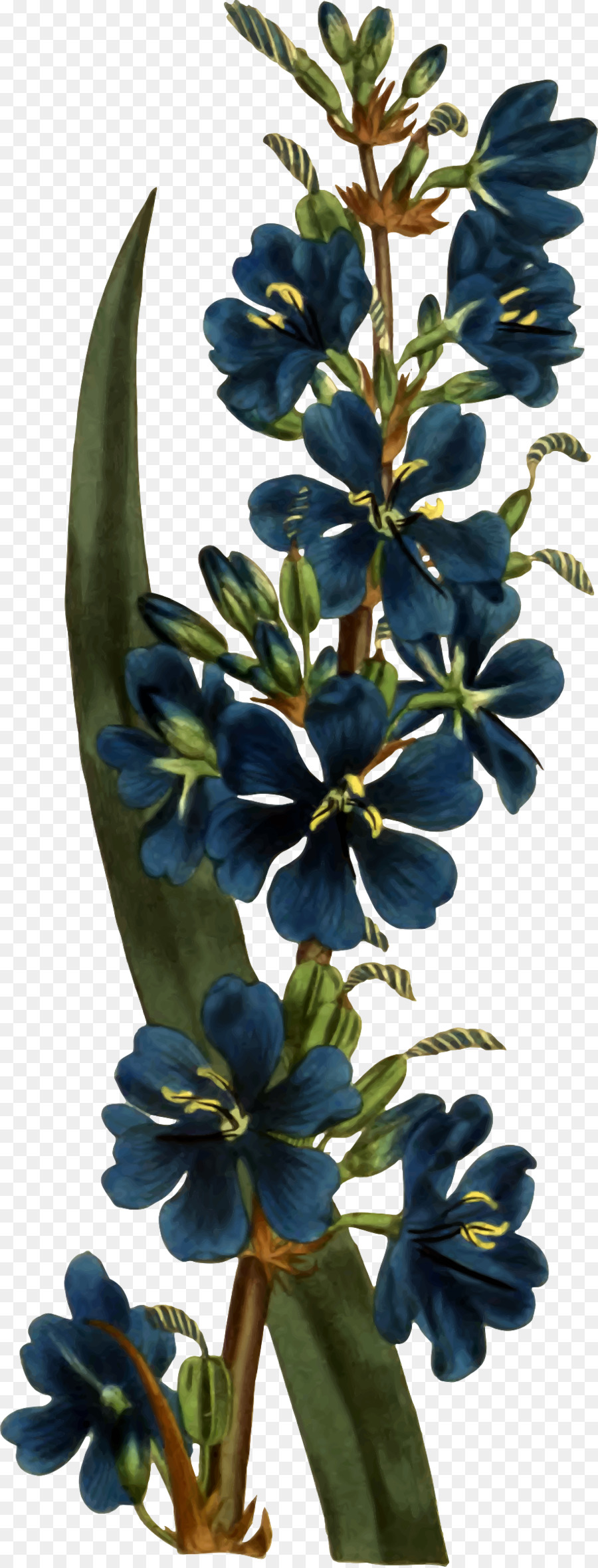 Bunga Biru，Bunga PNG