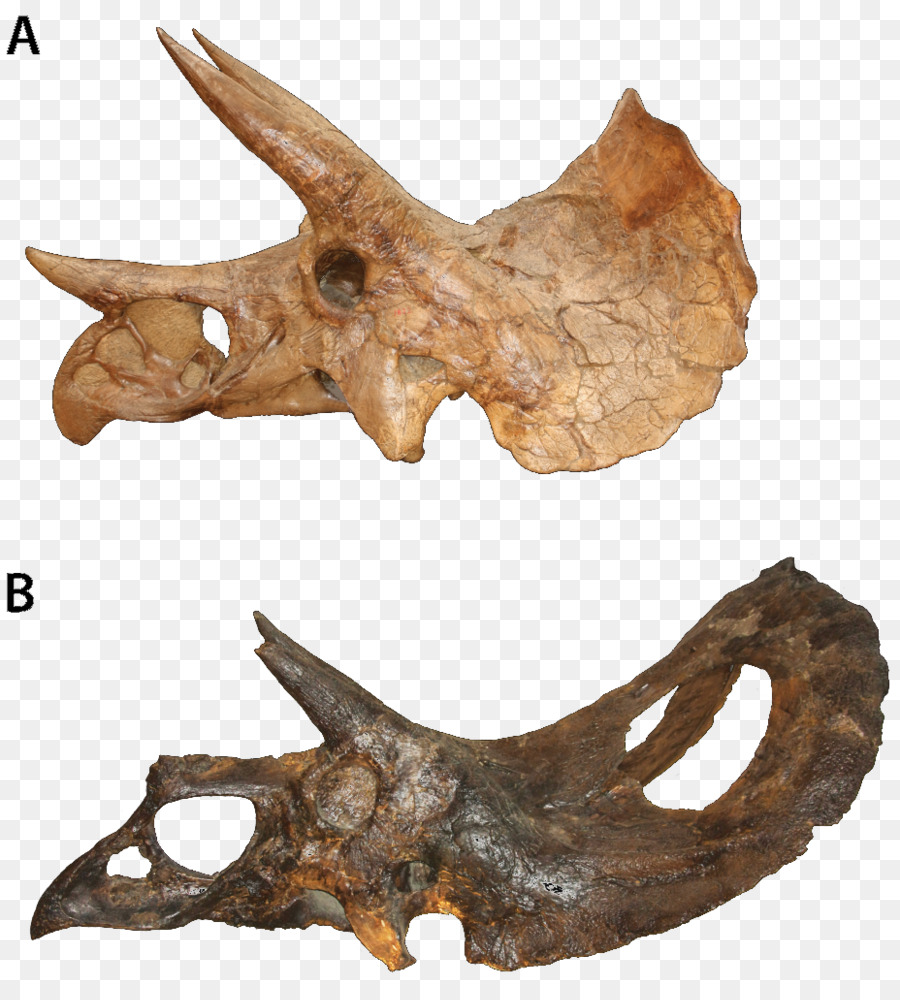 Triceratops，Torosaurus PNG