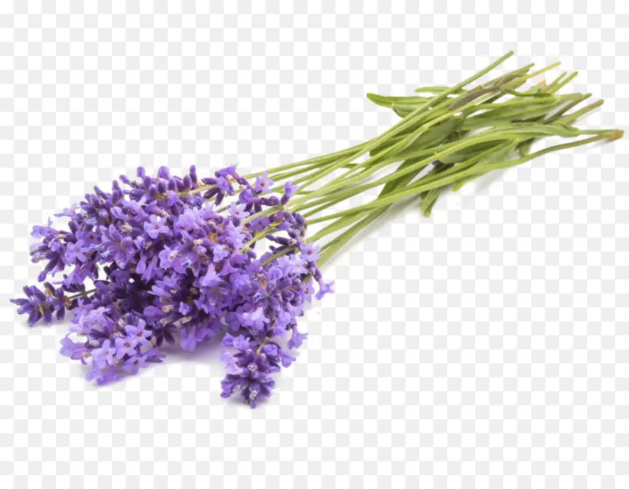 Lavender Inggris，Minyak Lavender PNG