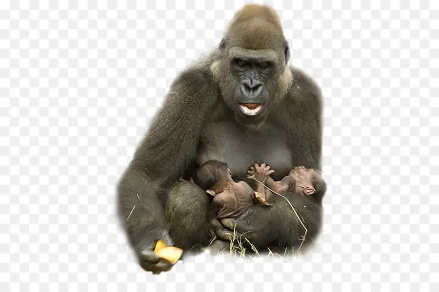 Gorila，Primata PNG