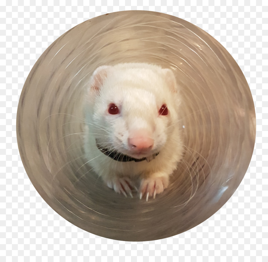 Musang，Tikus PNG