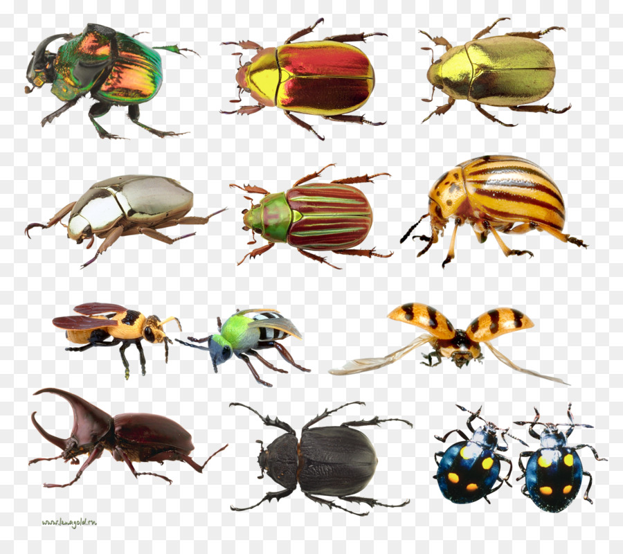 Kumbang Berwarna Warni，Bug PNG