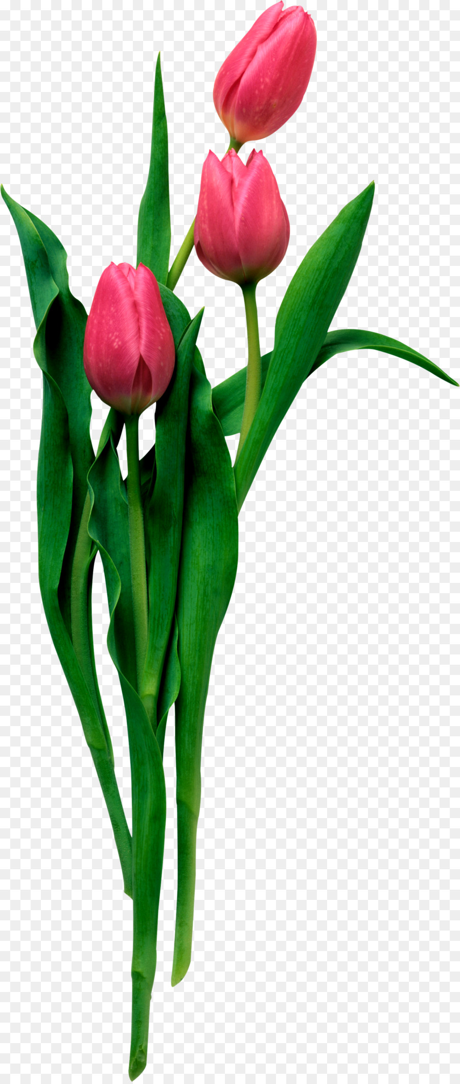 Gambar Bunga Tulip Animasi Hal