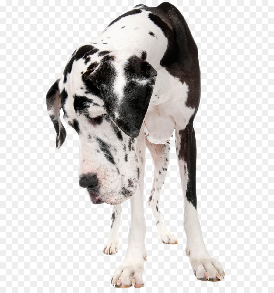 Anjing，Michigan PNG