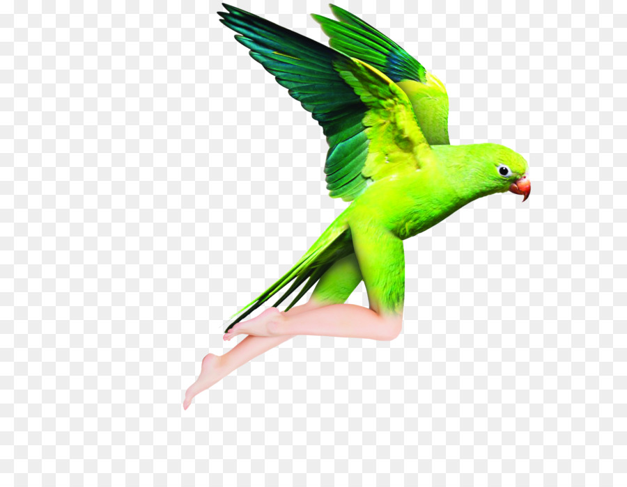 Burung，Desktop Wallpaper PNG