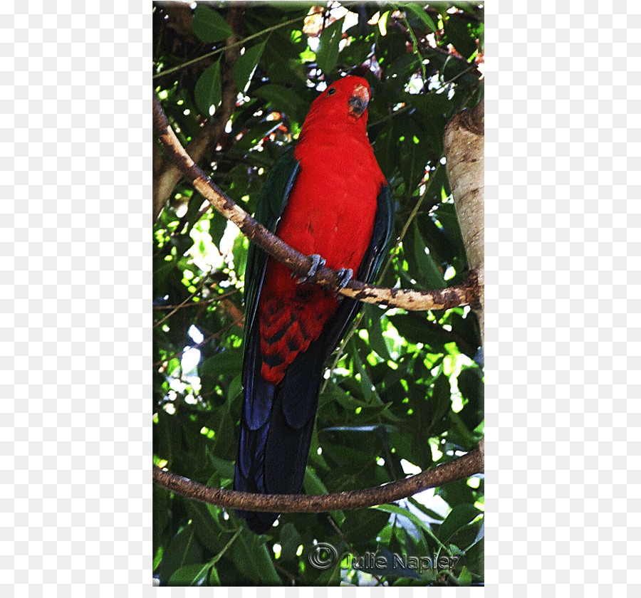 Burung Beo，Burung PNG