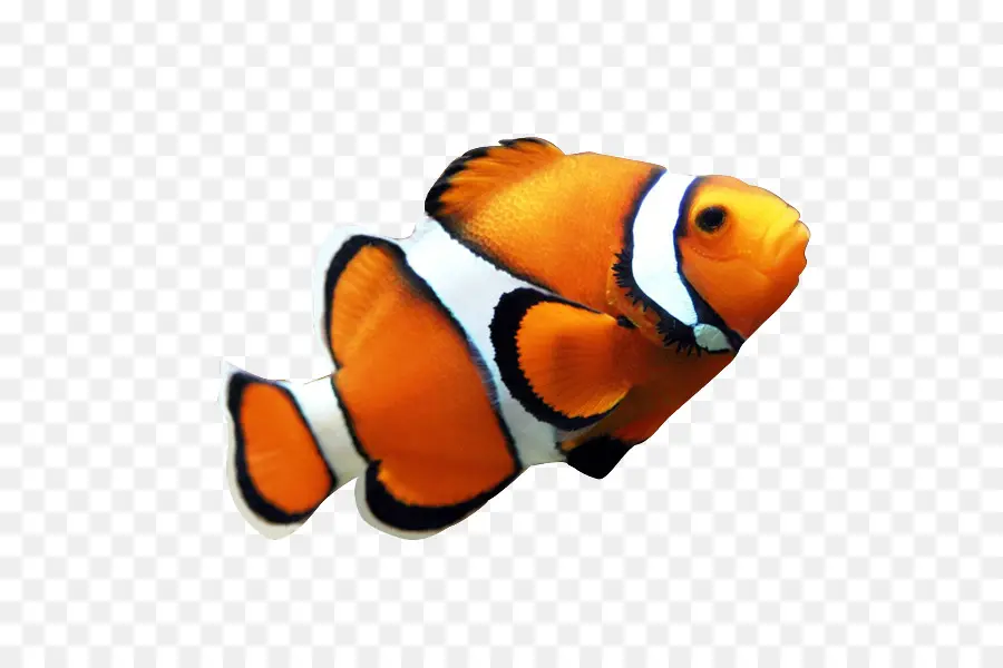 Clownfish，Ikan Terumbu Karang PNG