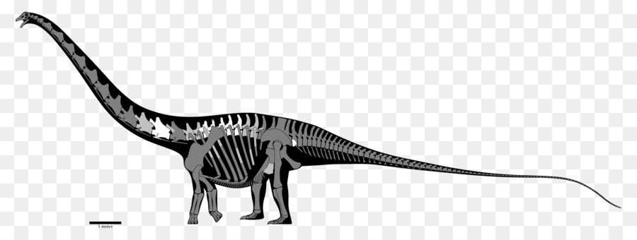 Amphicoelias，Dinheirosaurus PNG